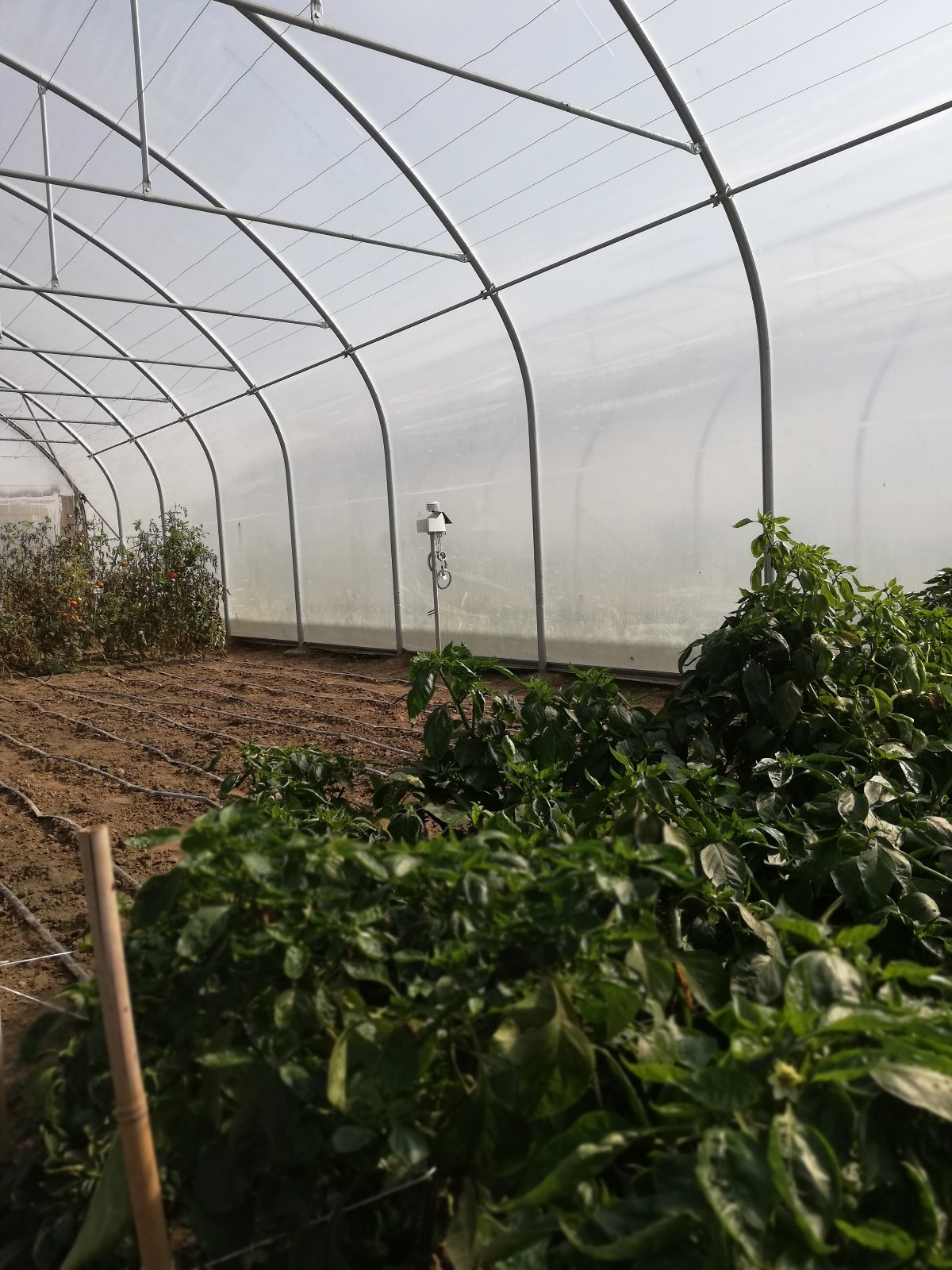 Zdjęcie WhatsApp 2025-07-23 o 09.45.05_332d94bf